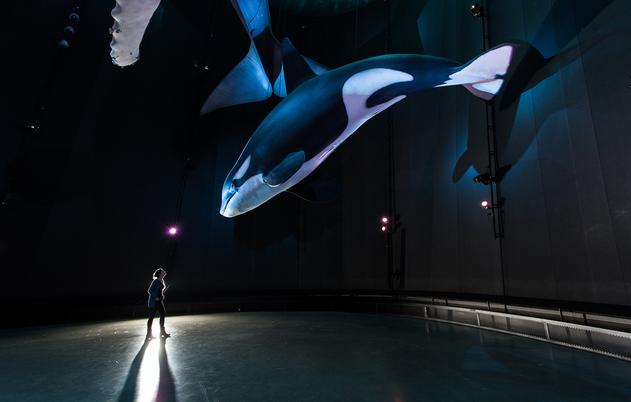 Riesen der Meere: In der Ausstellung 1:1 Riesen der Meere wird deutlich, wie klein der Mensch im Vergleich zu den Giganten der Ozeane ist